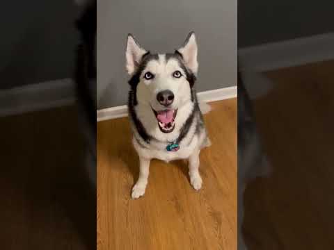 TEACH YOUR DOG TO SHAKE IN 60 SECONDS!!!