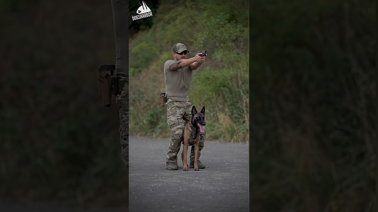 Belgian Malinois Top Most Skilled Military Dog #shorts