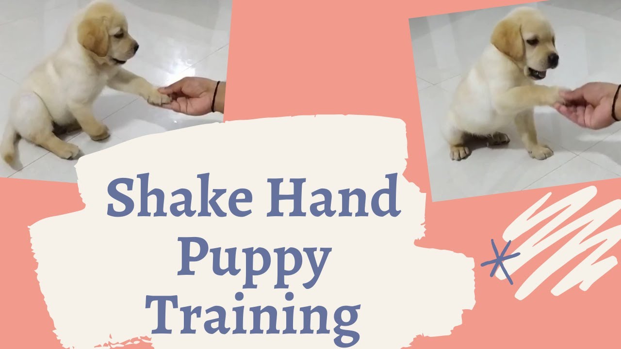 Shake hand puppy training | How to train dog | Chiku BhuBhu – The Labrador Retriever – #Shorts