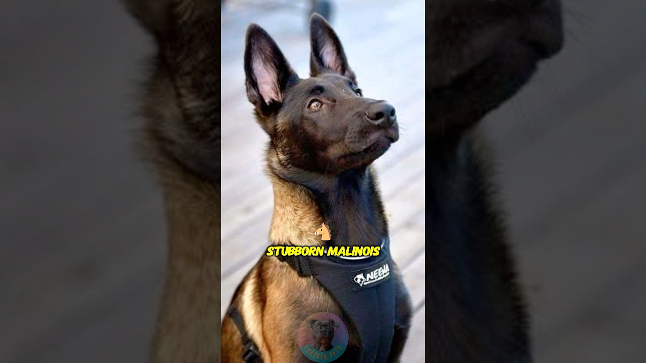 Top 3 training methods for your stubborn Belgian Malinois #shorts #dog #doglover #pets