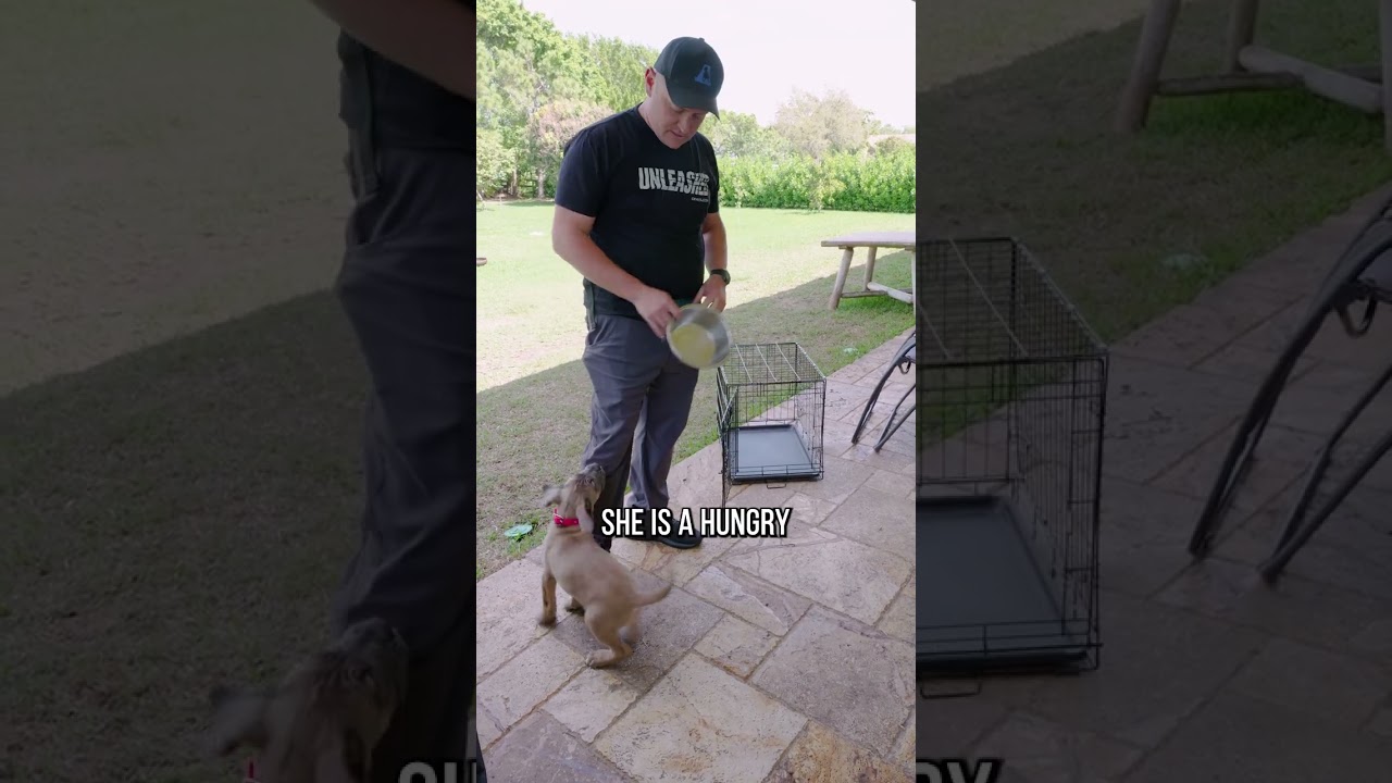 Is Your Puppy a Winner? Try These 3 Tests to Find Out!