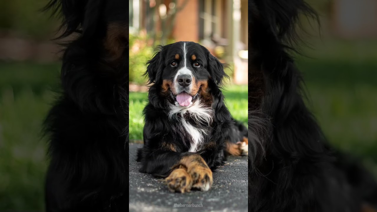 5 Tricks to Teach Your Dog That Look Cute in Pictures 📸 #bernesemountaindog #dogtricks #cutedog