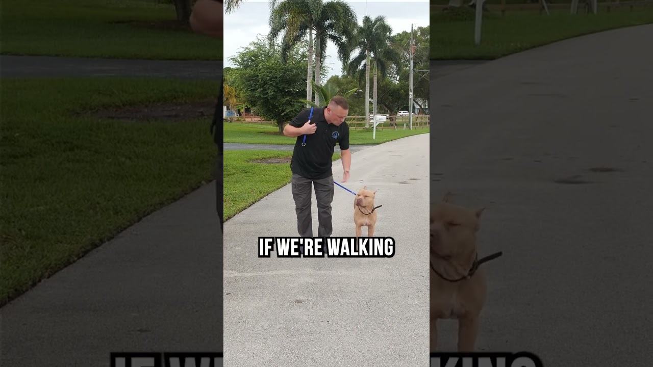 3 Pro Tips to Leash Walking