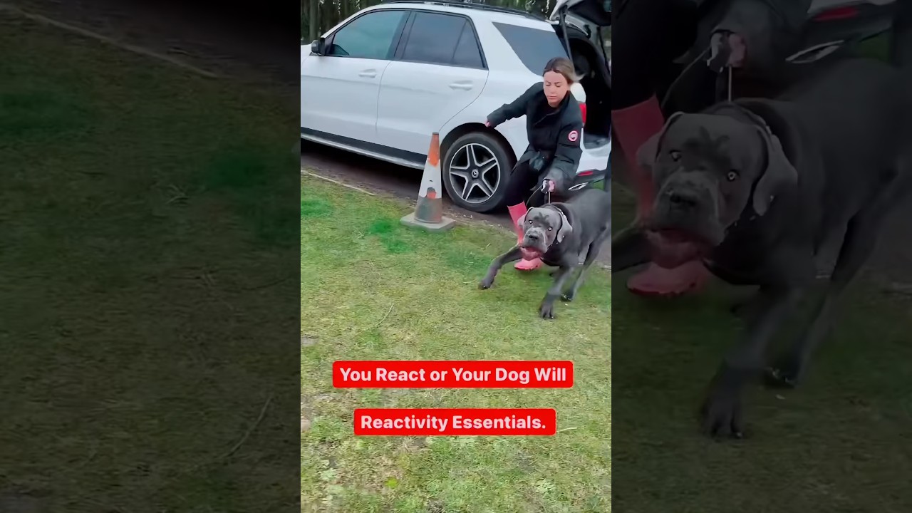 You React Or Your Dog Will #dog #training #advice #video #viral #shorts