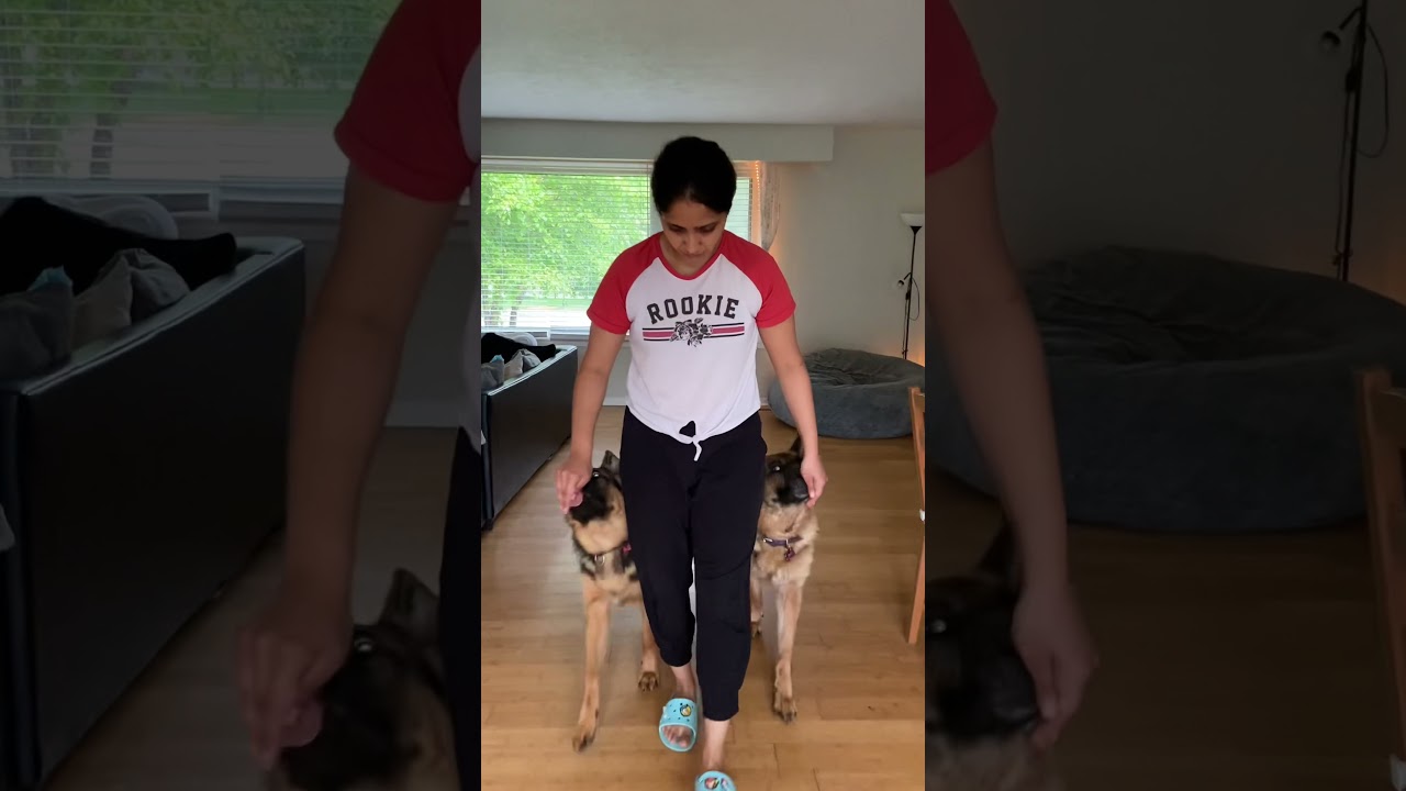 Training 2 German Shepherd Dogs together I Basic commands Heel and Sit I Training your dogs 🐕