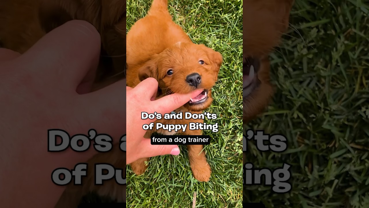 Puppy Biting 101🦈🦷 #DogTraining #puppytips #dogtrainer #puppytraining #puppybiting #puppyadvice