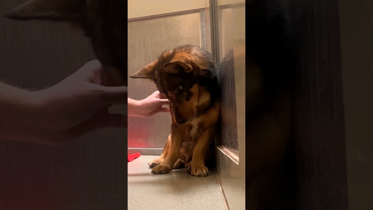 He’s shutdown until this happens…