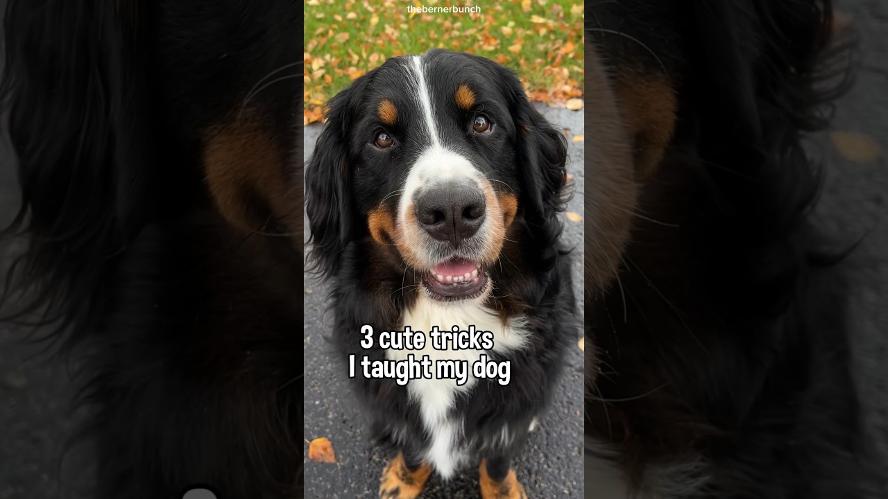 3 Cute Tricks To Teach Your Dog 😁 #bernesemountaindog #dogtricks #dogtraining #dogtrick #smartdog