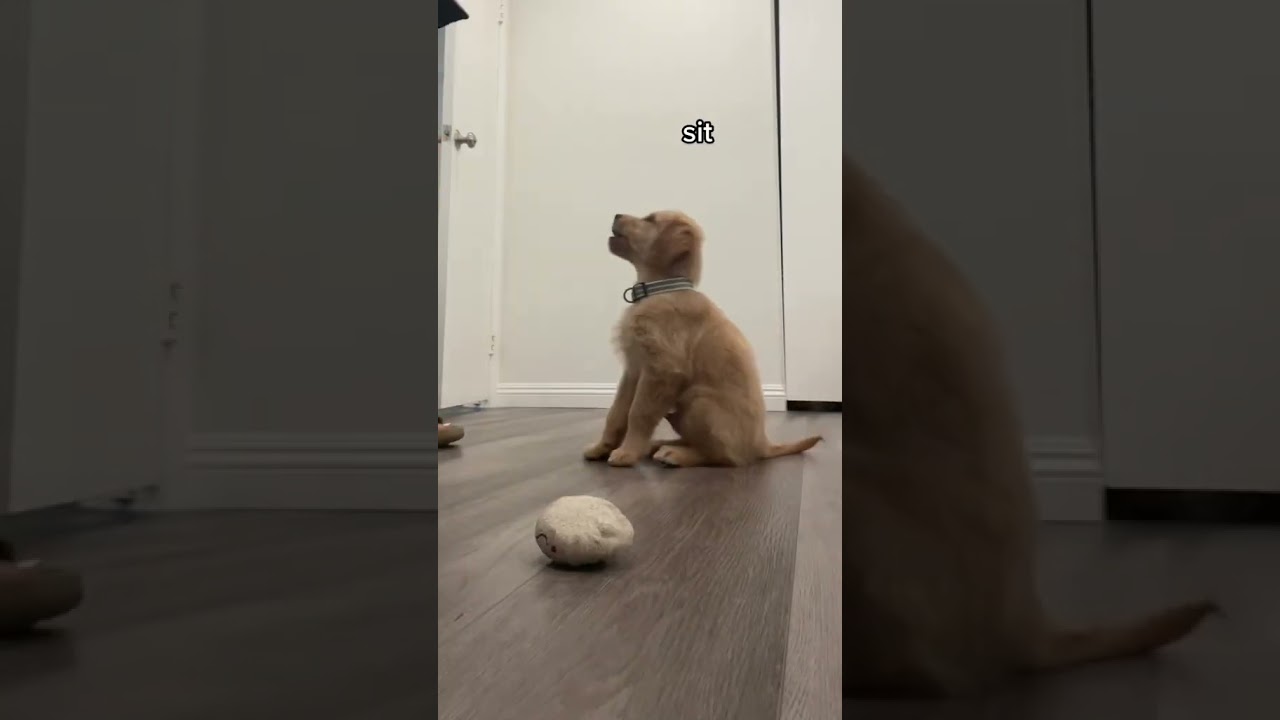 tricks I taught my 8 week old puppy #shorts