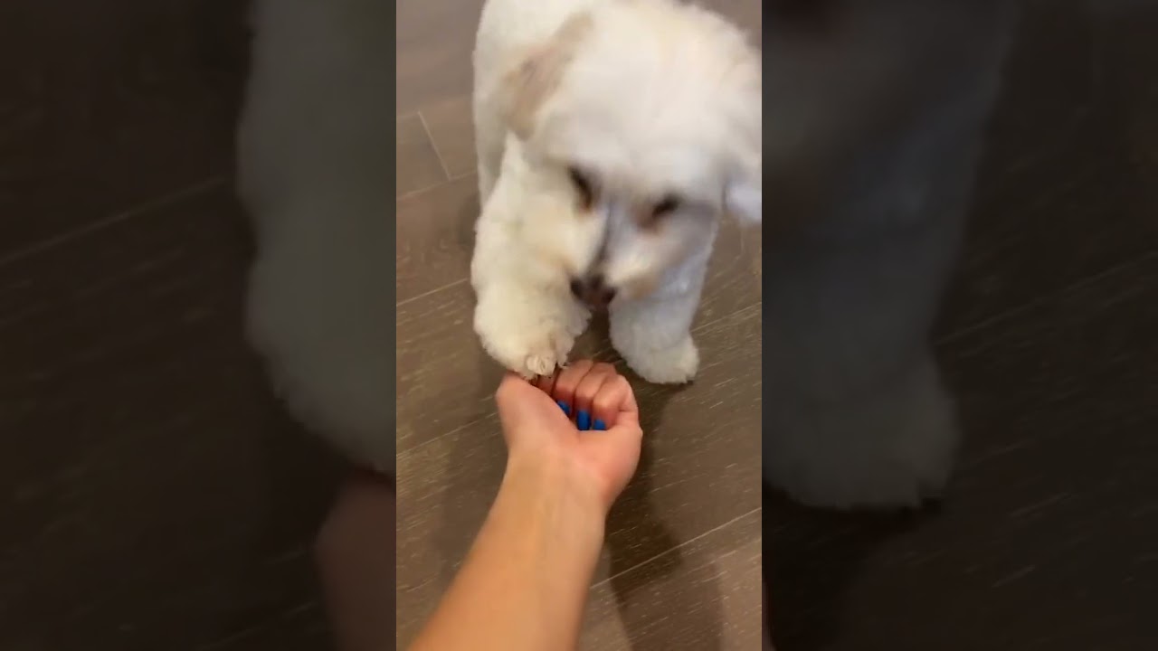 How To Train Your Dog Paw #shorts