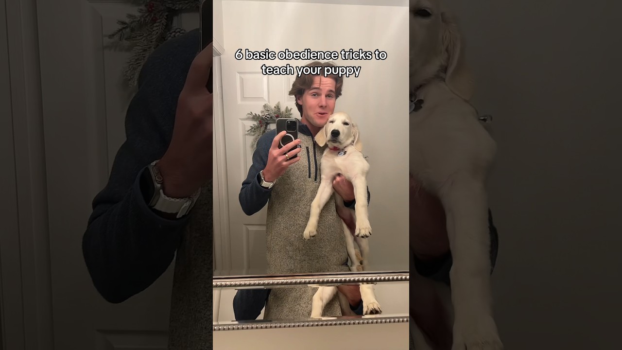 6 basic obedience tricks to teach your puppy #shorts