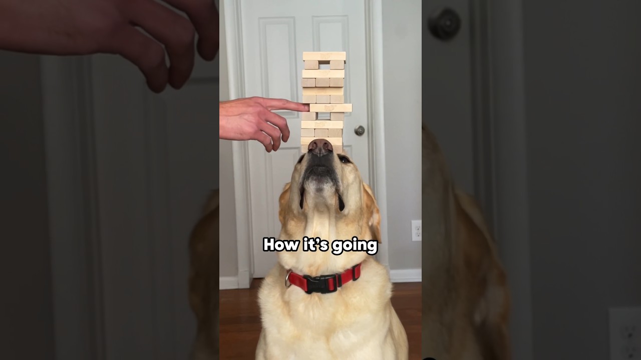 This dog’s tricks will leave you speechless! #dog #talent #viral #shorts