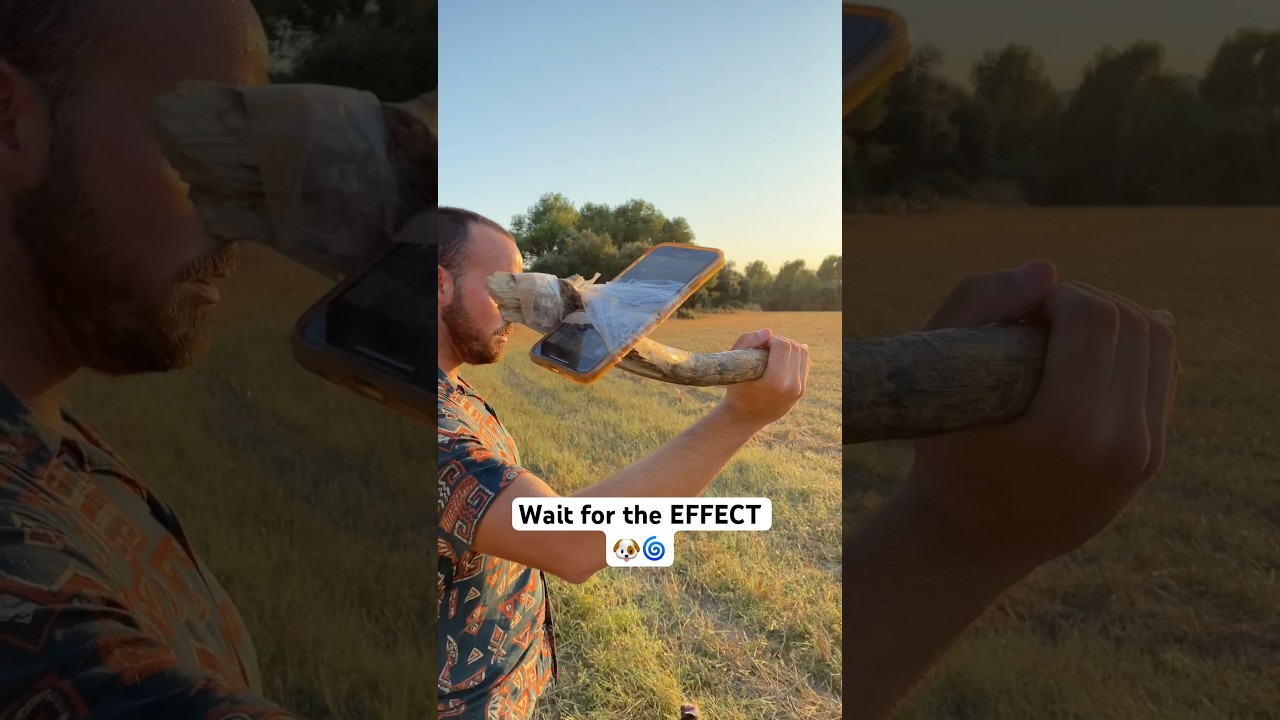 Easy video trick with your DOG 🌀🐶 #dog #tricks #shorts