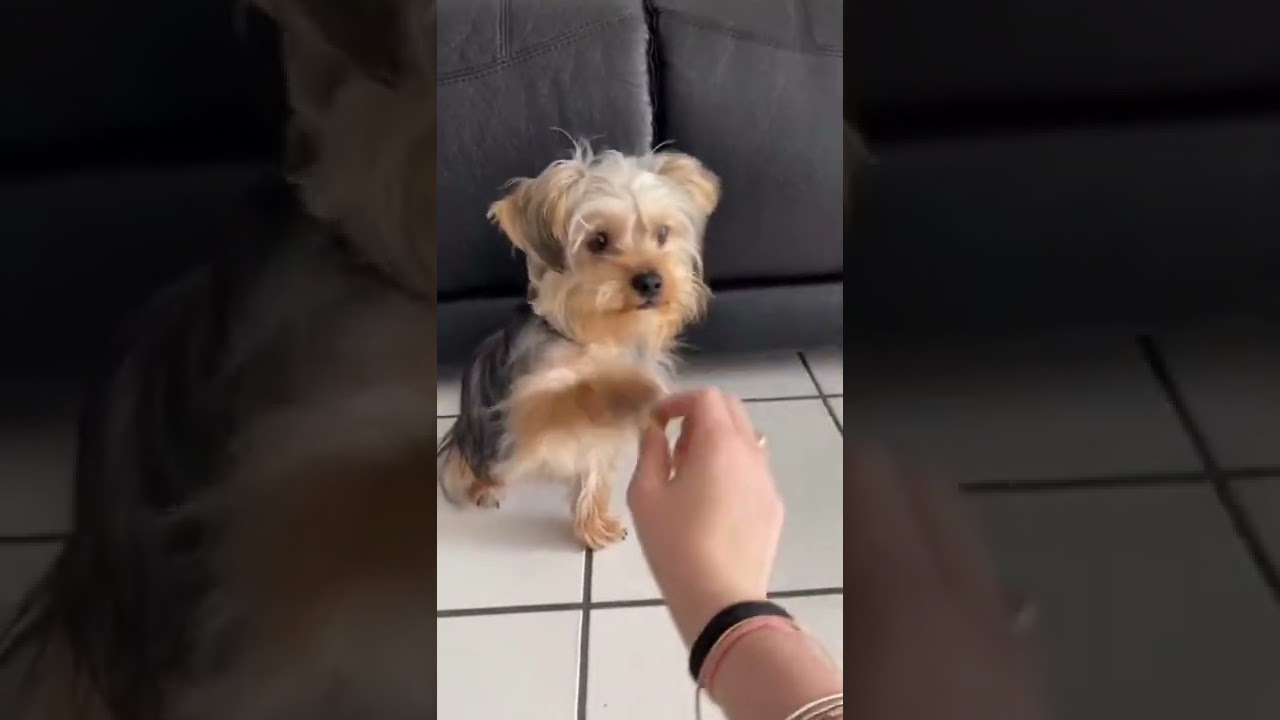 How to teach your dog to roll over | EASY puppy tricks😍🐕 #shorts #dogtrainingtips #puppytraining