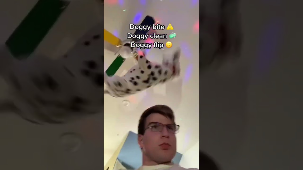 Doggy bite #dogs #shorts #funny #wtf #pets #cute #shortsfeed #shortsyoutube #tricks #dogsofyoutube
