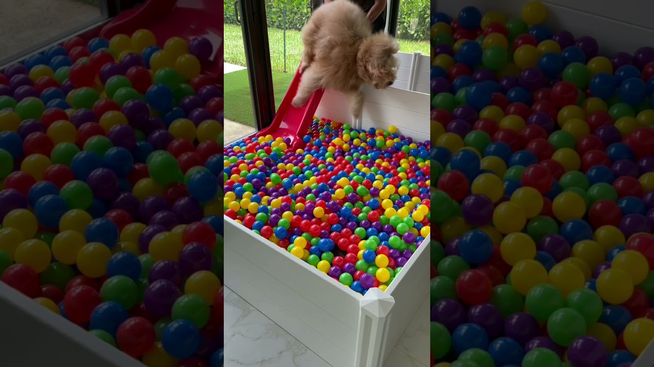 Building a Puppy Ball Pit! #shorts