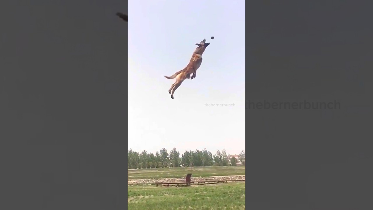 My Bernese Mountain Dog vs A Malinois😂 | #bernesemountaindog #belgianmalinois #funnydogvideos