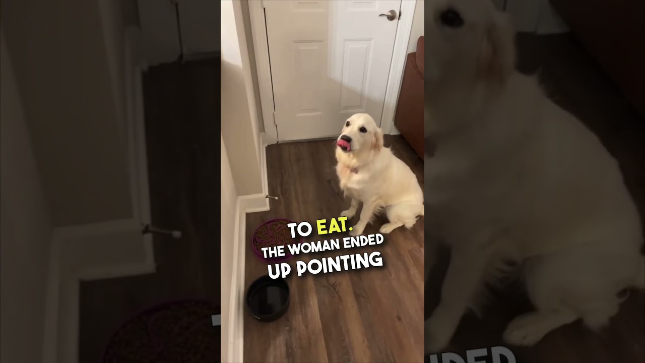 This dog is trained too well 😂❤️ #shorts