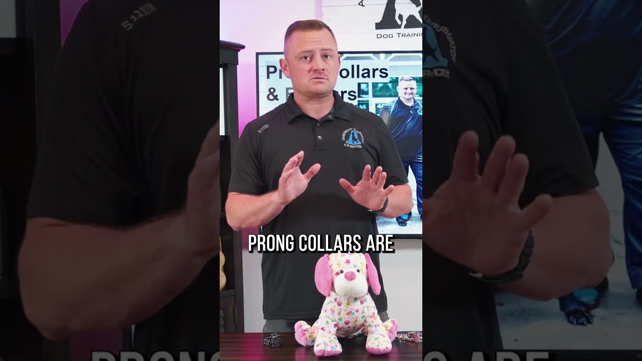 Want to find the best prong collar to get for your dog and how to get the perfect walk? #shorts