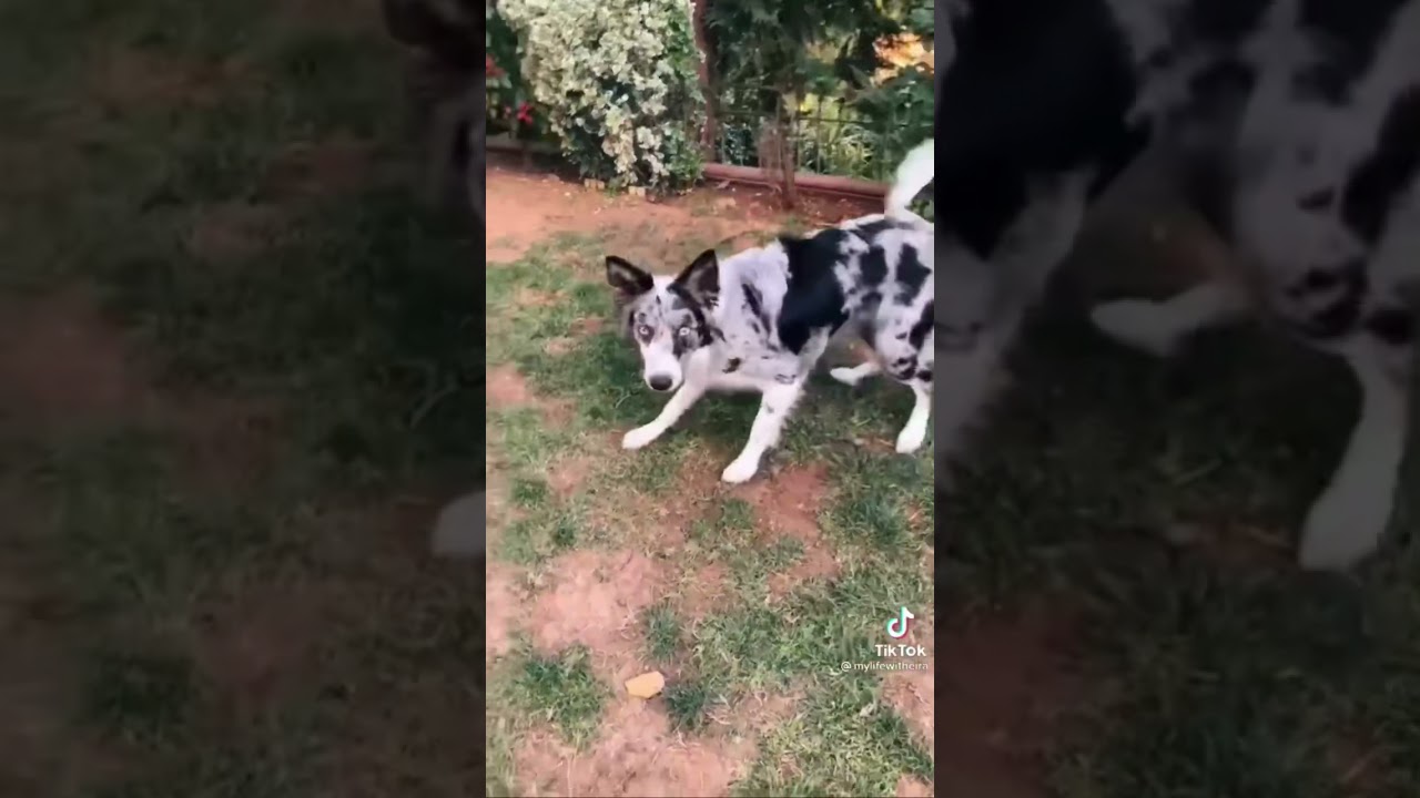 How To Teach Your Dog Easy Tricks 🐕 {DOG TRAINING} #shorts