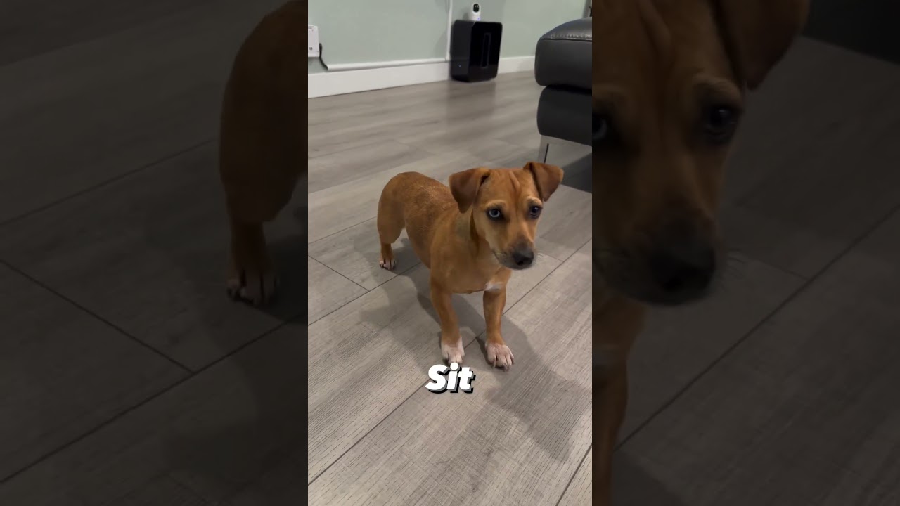 Basic dog obedience commands #dog