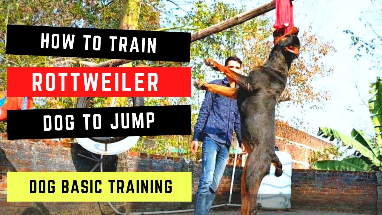 How to train a rottweiler dog to jump – Dog Basic Training Video