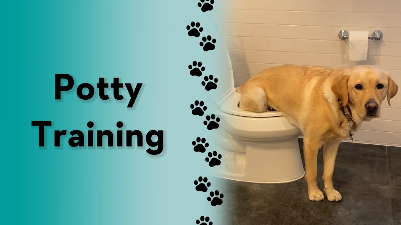 I taught Magnus to pee in the toilet! #short #dog