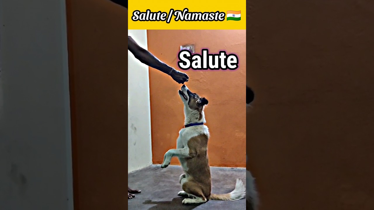 Street dog namaste / salute training how to teach your dog namaste / salute training #dog #shorts