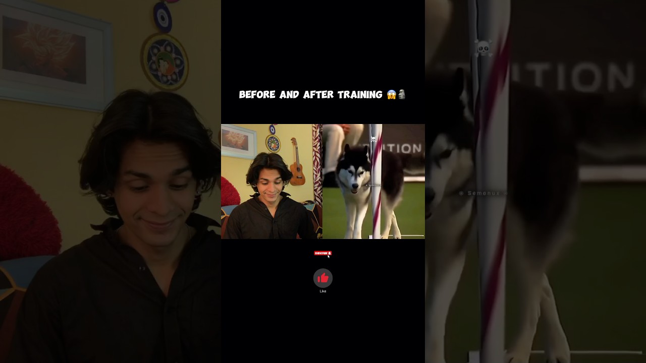 Before and after dog training￼ 😱✅ #reaction #dog #cutedog #reactionvideo #shorts
