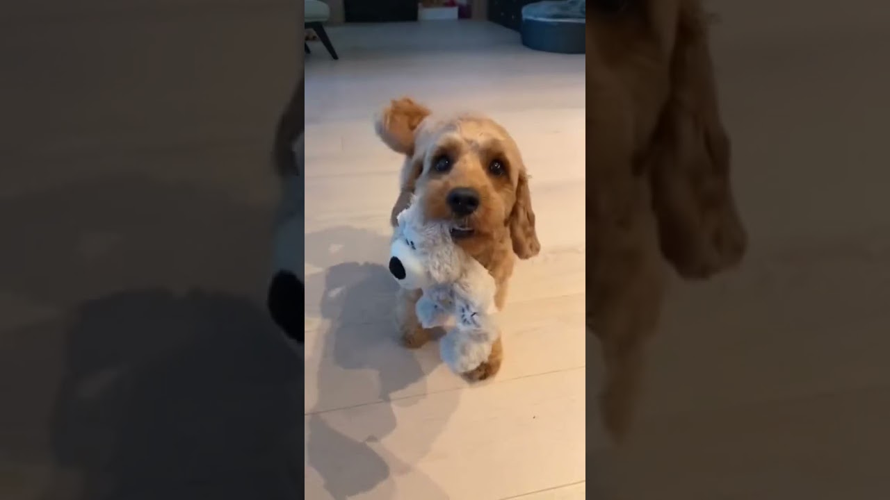 Smart Dog Training Video’s 🐶 – dog training tricks 🐕 – Dog Training 🐾 #Dog #shorts