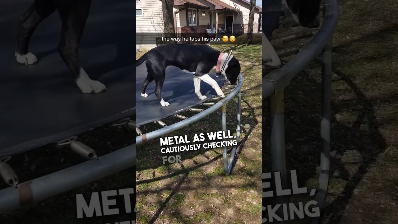 This dog is so smart ❤️🥹 #shorts