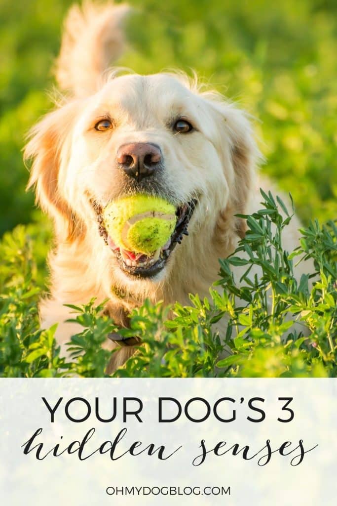 Did you know dogs have three hidden senses?