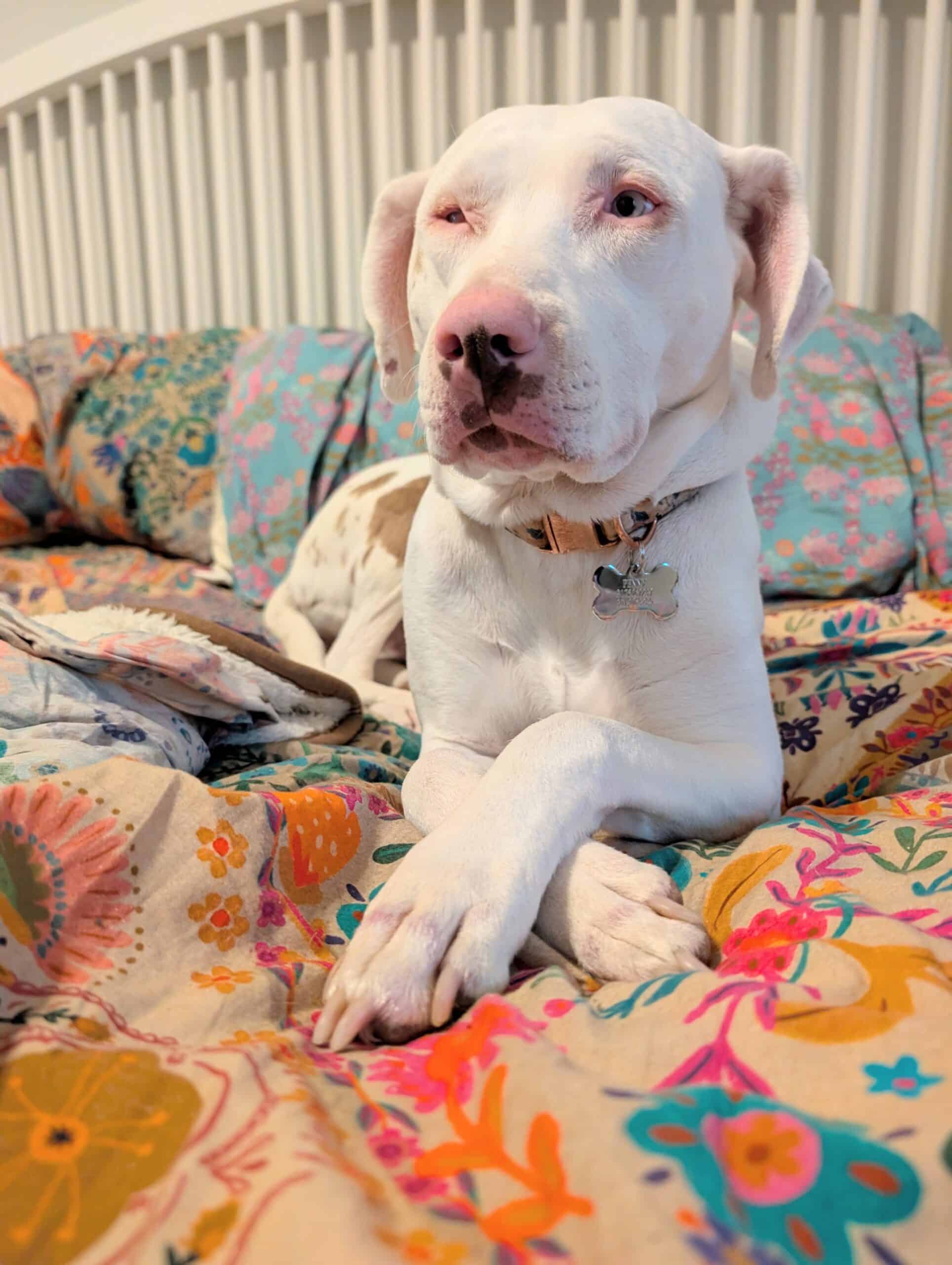 Is a Dog DNA Test Worthwhile? (And Discover Penny’s Breed Mix!)