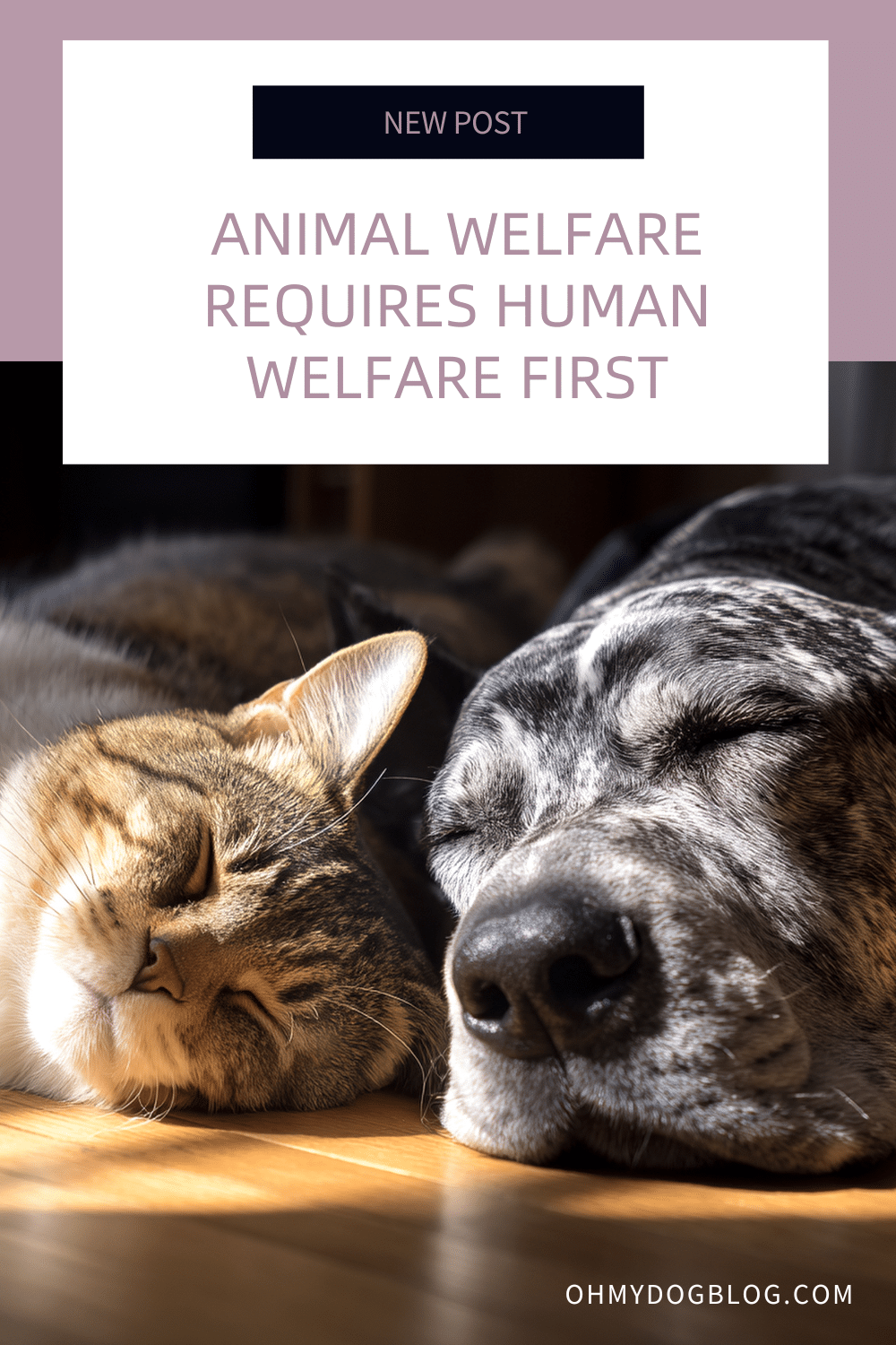 Animal welfare requires human welfare first
